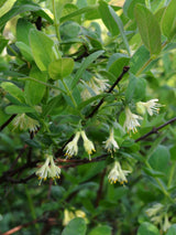 Sibirische Blaubeere, Honigbeere, Lonicera kamtschatica 'MyBerry ® Sweet' kaufen im Online-Shop der Bohlken Baumschulen