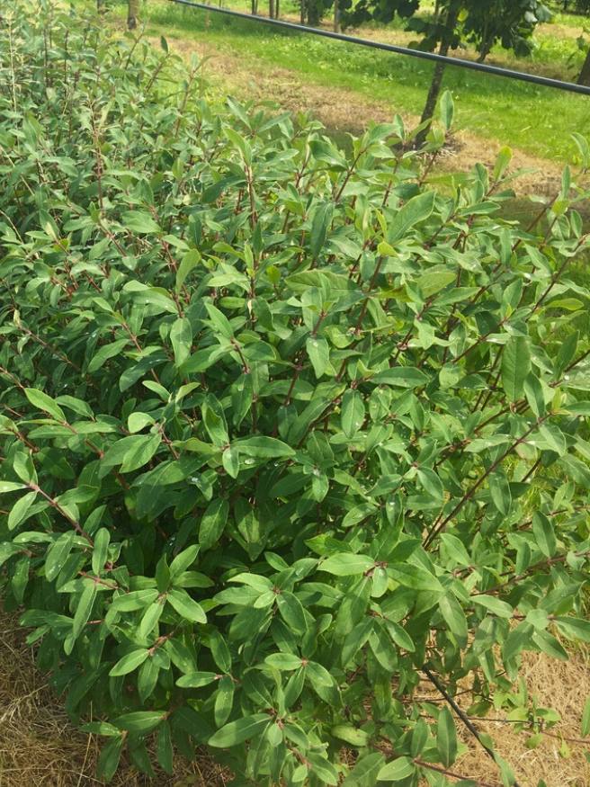 Sibirische Blaubeere, Honigbeere, Lonicera kamtschatica 'MyBerry ® Sweet' kaufen im Online-Shop der Bohlken Baumschulen