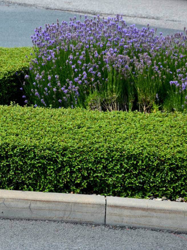 Heckenmyrthe, Lonicera nitida 'Maigrün' kaufen im Online-Shop der Bohlken Baumschulen