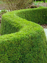 Heckenmyrthe, Lonicera nitida 'Maigrün' kaufen im Online-Shop der Bohlken Baumschulen