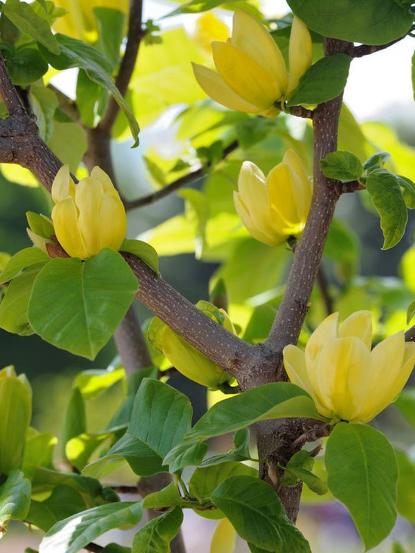 Magnolie, Magnolia 'Daphne' kaufen im Online-Shop der Bohlken Baumschulen