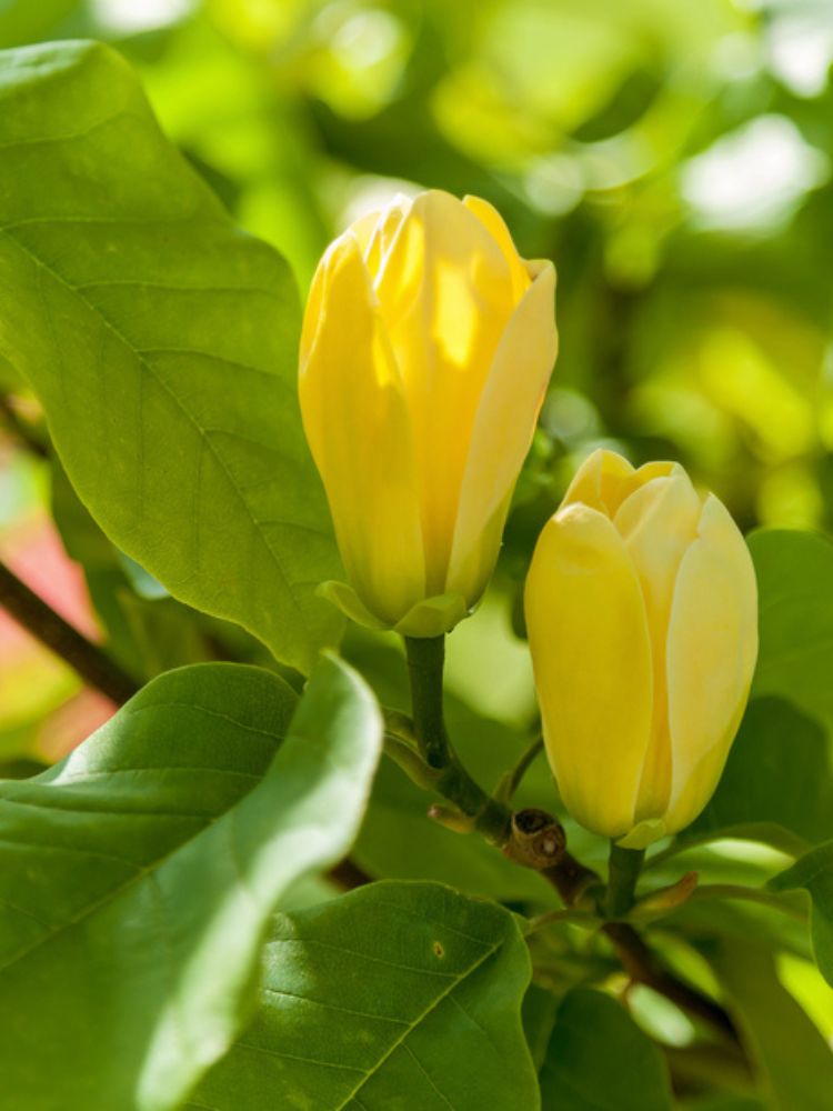 Magnolie, Magnolia 'Daphne' kaufen im Online-Shop der Bohlken Baumschulen