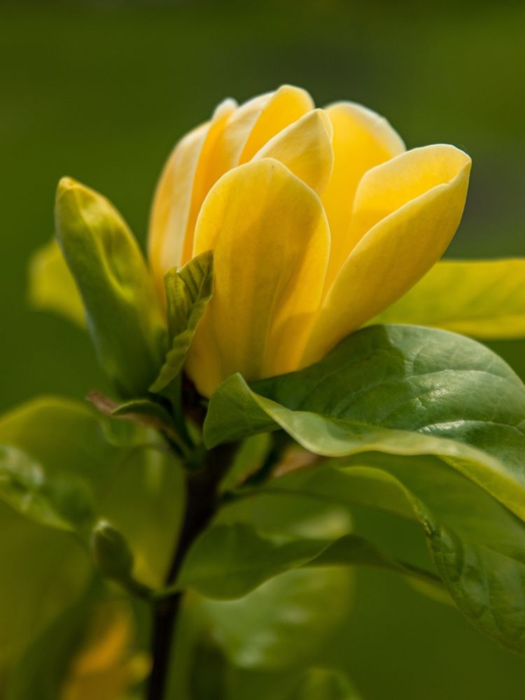 Magnolie, Magnolia 'Daphne' kaufen im Online-Shop der Bohlken Baumschulen