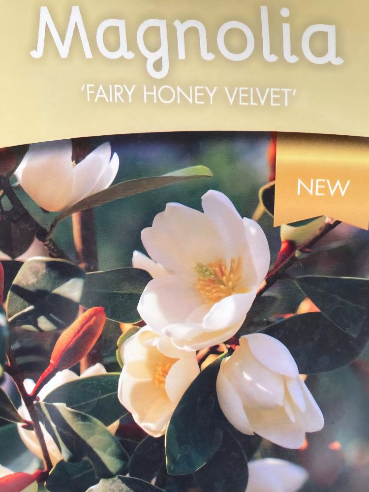 Duft-Magnolie, Magnolia  'Fairy Magnolia ® Honey Velvet' kaufen im Online-Shop der Bohlken Baumschulen 