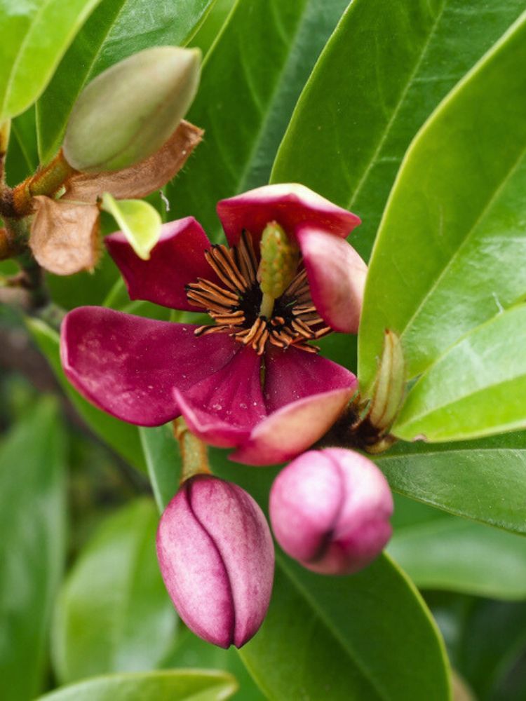 Magnolia figo 'Stellar Ruby', Michelia figo, Bananenstrauch Magnolie 'Stellar Ruby' im Onlineshop der Bohlken Baumschulen