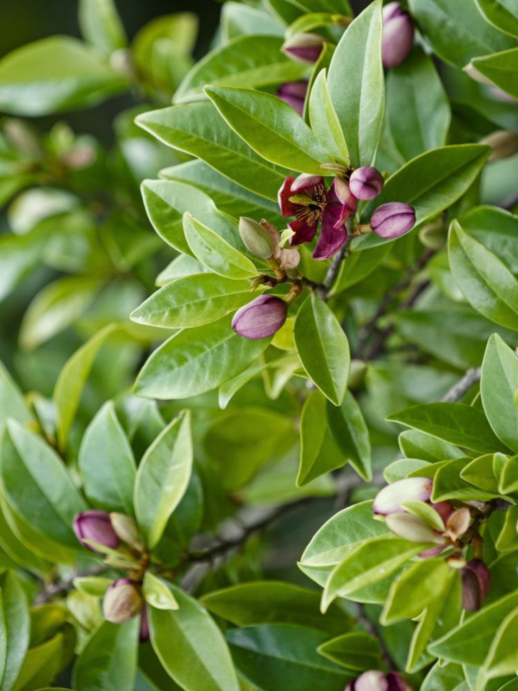 Magnolia figo 'Stellar Ruby', Michelia figo, Bananenstrauch Magnolie 'Stellar Ruby' im Onlineshop der Bohlken Baumschulen