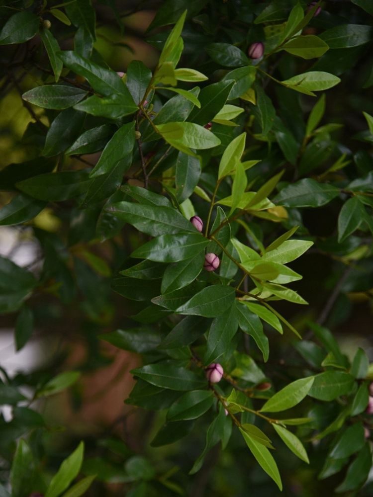 Magnolia figo 'Stellar Ruby', Michelia figo, Bananenstrauch Magnolie 'Stellar Ruby' im Onlineshop der Bohlken Baumschulen