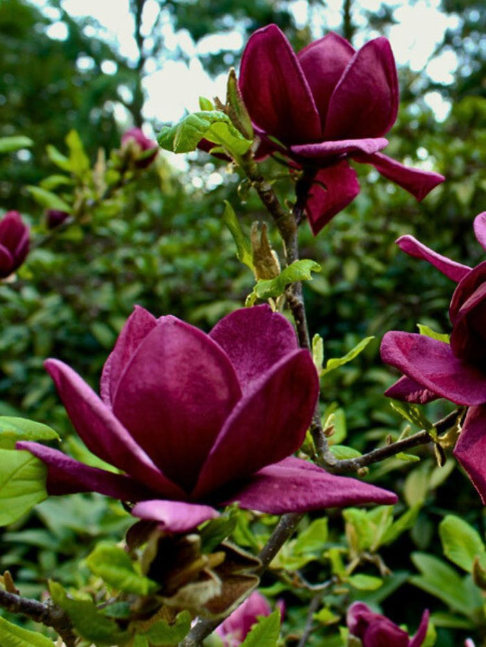 tulpen magnolie düngen Jetzt Tulpenmagnolie 'Genie' ® online kaufen bei Bohlken Pflanzenversand –  Bohlken Pflanzenversand GbR