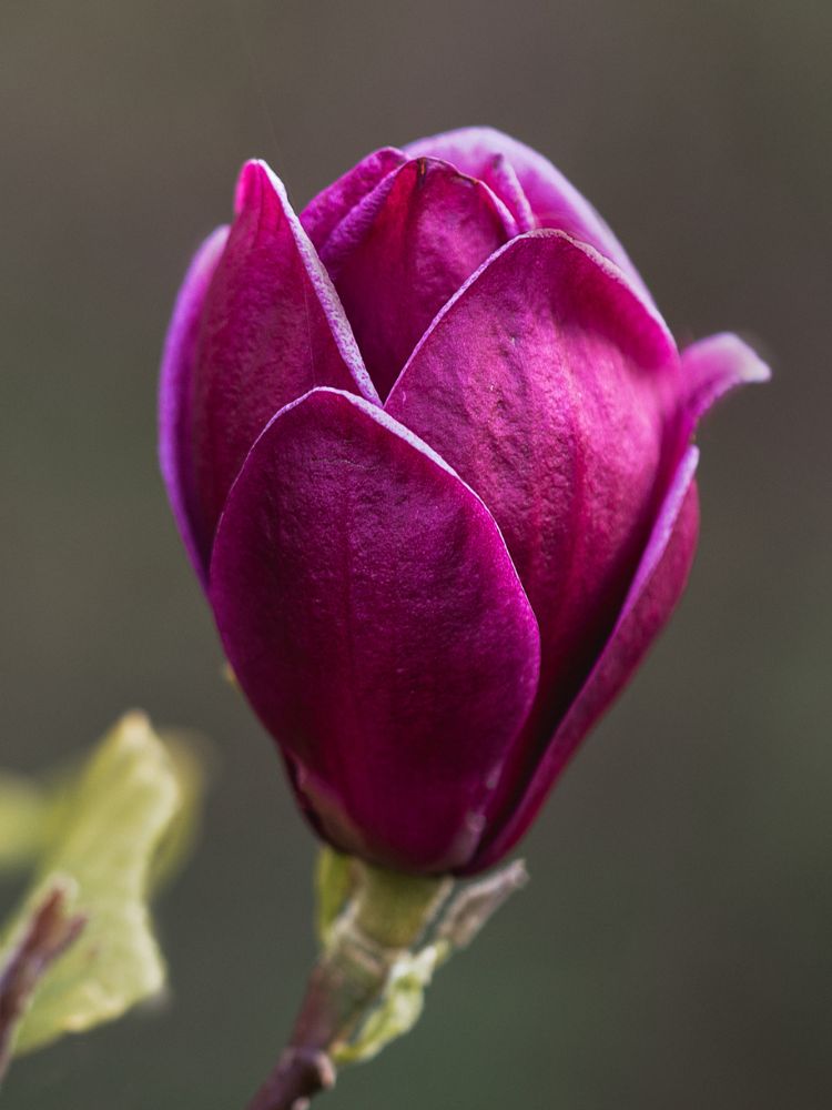 Tulpen-Magnolie, Magnolia 'Genie' ® kaufen im Online-Shop der Bohlken Baumschulen