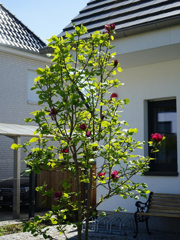 Tulpen-Magnolie, Magnolia 'Genie' ® kaufen im Online-Shop der Bohlken Baumschulen