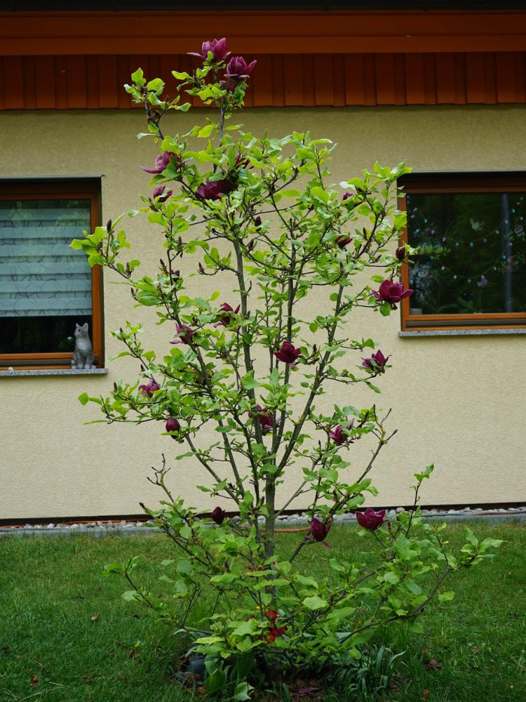 Tulpen-Magnolie, Magnolia 'Genie' ® kaufen im Online-Shop der Bohlken Baumschulen