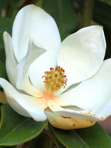 Baum-Magnolie, Magnolia grandiflora 'Little Gem' kaufen im Online-Shop der Bohlken Baumschulen