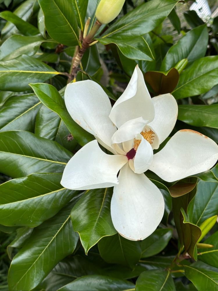 Baum-Magnolie, Magnolia grandiflora 'Little Gem' kaufen im Online-Shop der Bohlken Baumschulen