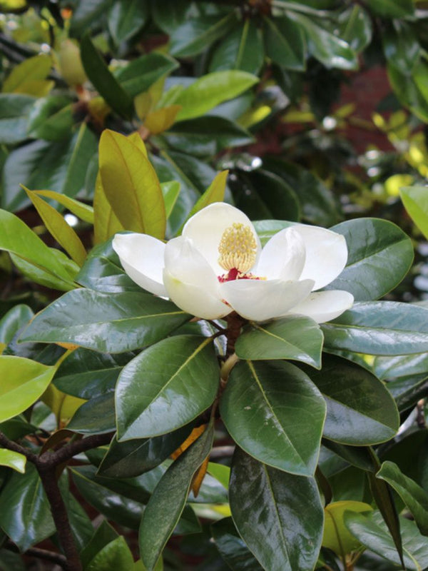 Baum-Magnolie, Magnolia grandiflora 'Little Gem'  kaufen im Online-Shop der Bohlken Baumschulen
