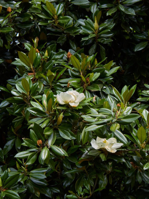 Baum-Magnolie, Magnolia grandiflora 'Little Gem' kaufen im Online-Shop der Bohlken Baumschulen