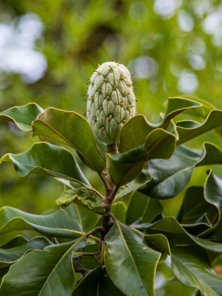 Baum-Magnolie, Magnolia grandiflora 'Little Gem' kaufen im Online-Shop der Bohlken Baumschulen