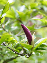 Purpur-Magnolie 'Nigra, Magnolia liliiflora 'Nigra' kaufen im Online-Shop der Bohlken-Baumschulen