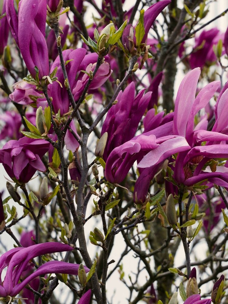 Purpur-Magnolie 'Nigra, Magnolia liliiflora 'Nigra'  kaufen im Online-Shop der Bohlken-Baumschulen