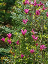 Purpur-Magnolie, Niedrige Magnolie, Magnolia liliiflora 'Susan' kaufen im Online-Shop der Bohlken Baumschulen