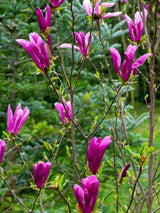 Purpur-Magnolie, Niedrige Magnolie, Magnolia liliiflora 'Susan' kaufen im Online-Shop der Bohlken Baumschulen