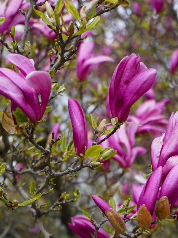 Purpur-Magnolie, Niedrige Magnolie, Magnolia liliiflora 'Susan' kaufen im Online-Shop der Bohlken Baumschulen