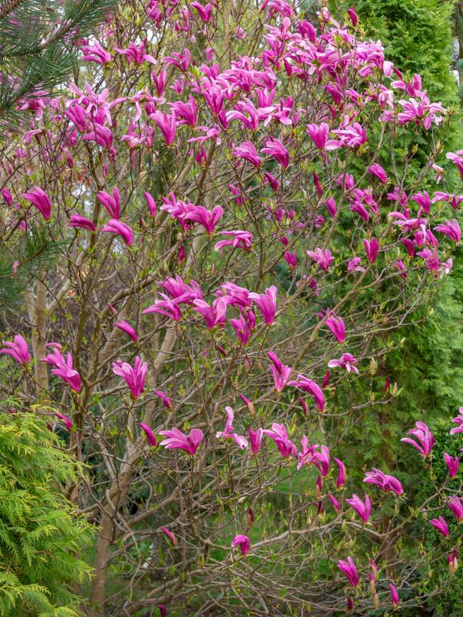 Purpur-Magnolie, Niedrige Magnolie, Magnolia liliiflora 'Susan' kaufen im Online-Shop der Bohlken Baumschulen