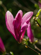 Purpur-Magnolie, Niedrige Magnolie, Magnolia liliiflora 'Susan' kaufen im Online-Shop der Bohlken Baumschulen