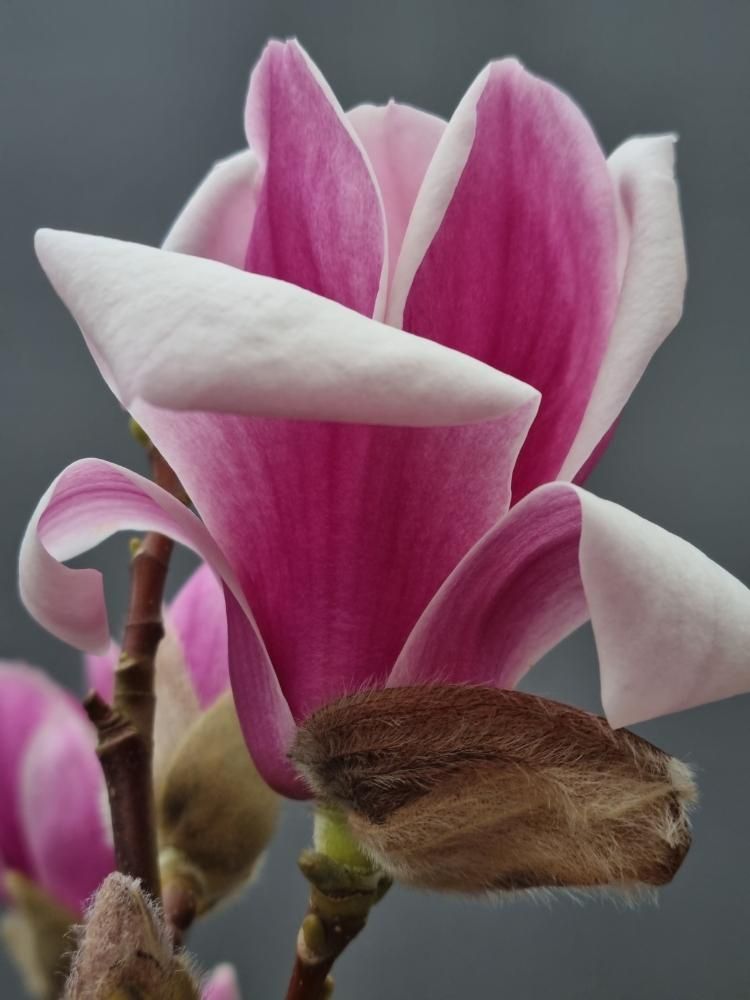 Tulpen-Magnolie, Magnolia 'Satisfaction' kaufne im Online-Shop der Bohlken Baumschulen