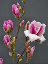 Tulpen-Magnolie, Magnolia 'Satisfaction' kaufne im Online-Shop der Bohlken Baumschulen