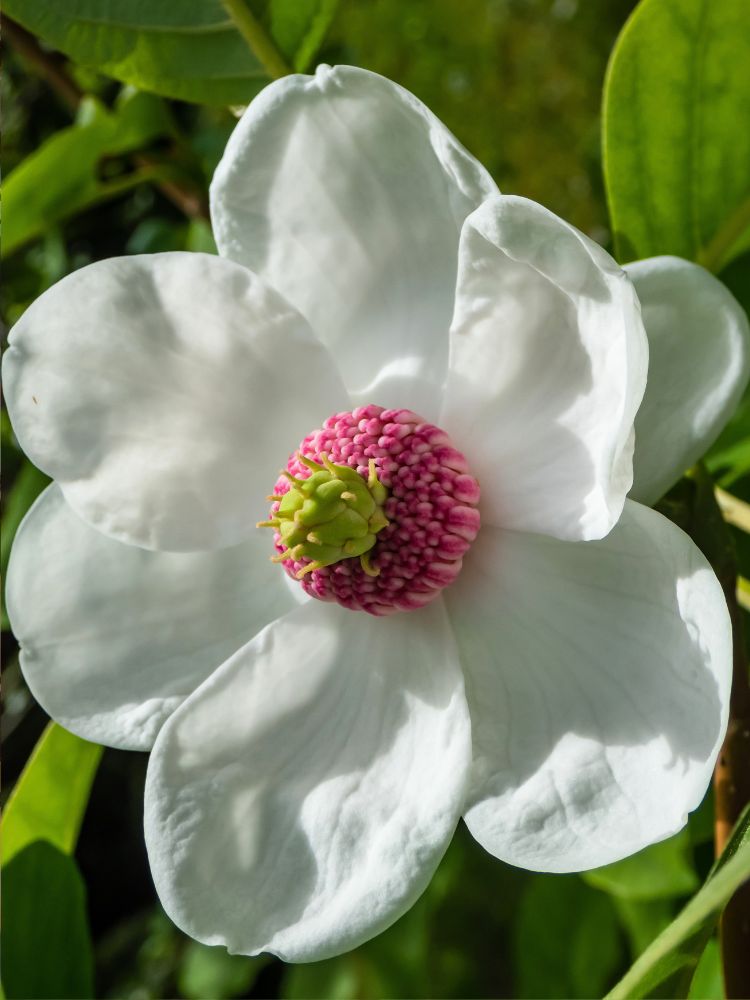 Artikelbild für Sommer-Magnolie Magnolia sieboldii im Online-Shop der Bohlken Baumschulen