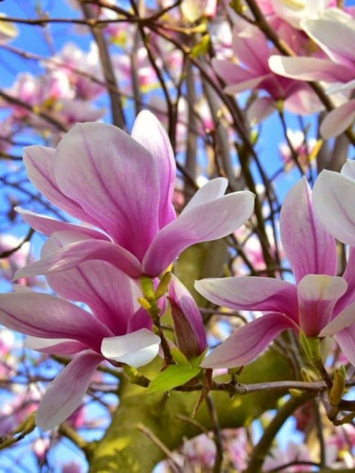 Jetzt Tulpenmagnolie online kaufen bei Bohlken Pflanzenversand – Bohlken  Pflanzenversand GbR