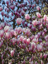 Tulpen-Magnolie, Magnolia x soulangiana kaufen im Online-Shop der Bohlken Baumschulen