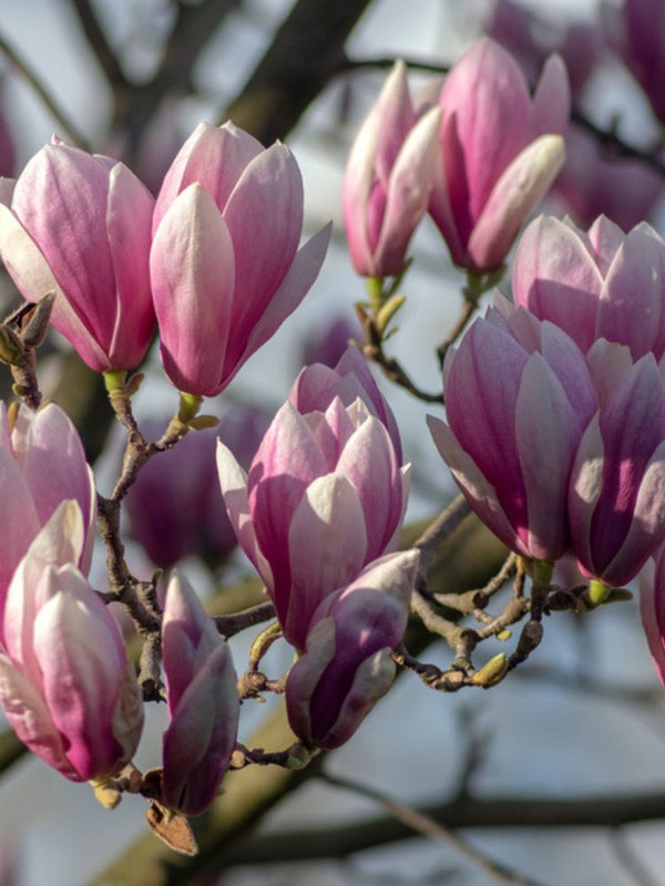 Tulpen-Magnolie, Magnolia x soulangiana kaufen im Online-Shop der Bohlken Baumschulen