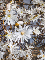 Sternmagnolie, Magnolia stellata kaufen im Online-Shop der Bohlken Baumschulen