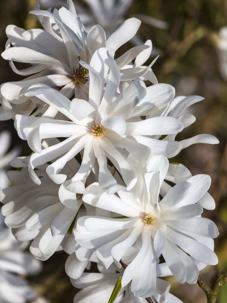 Sternmagnolie, Magnolia stellata kaufen im Online-Shop der Bohlken Baumschulen