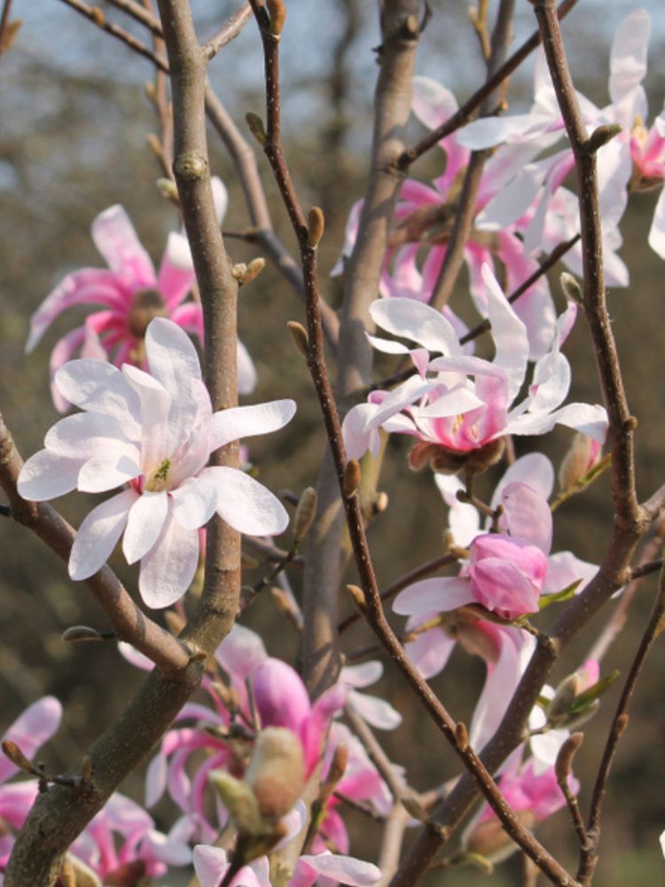 Stern-Magnolie 'Rosea', Magnolia stellata 'Rosea' kaufen im Online-Shop der Bohlken Baumschulen
