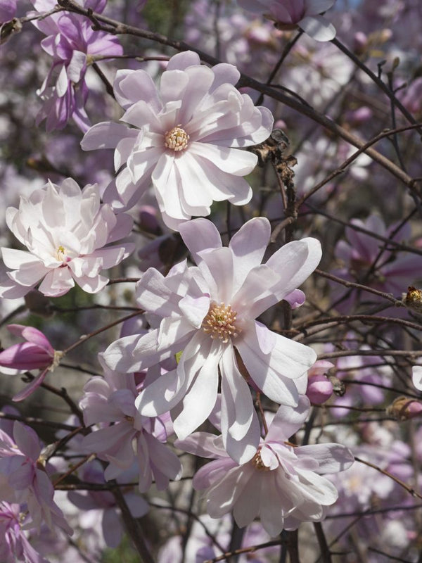 Stern-Magnolie 'Rosea', Magnolia stellata 'Rosea' kaufen im Online-Shop der Bohlken Baumschulen