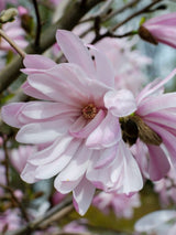 Stern-Magnolie 'Rosea', Magnolia stellata 'Rosea' kaufen im Online-Shop der Bohlken Baumschulen