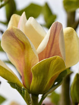 Magnolie, Magnolia 'Sunsation' kaufen im Online-Shop der Bohlken Baumschulen
