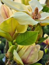 Magnolie, Magnolia 'Sunsation' kaufen im Online-Shop der Bohlken Baumschulen