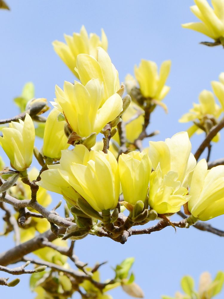 Tulpen-Magnolie, Magnolia 'Yellow River' kaufen im Online-Shop der Bohlken Baumschulen