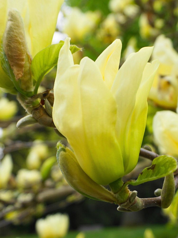 Tulpen-Magnolie, Magnolia 'Yellow River' kaufen im Online-Shop der Bohlken Baumschulen