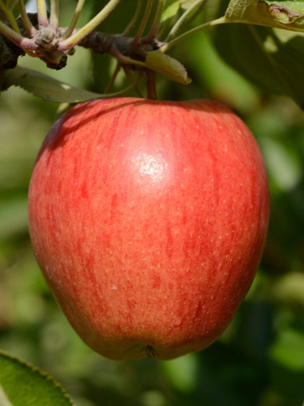Apfelbaum, Malus domestica 'Braeburn' kaufen im Online-Shop der Bohlken Baumschulen