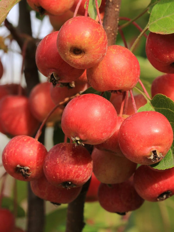 Artikelbild für Zier-Apfel Malus 'Evereste' im Online-Shop der Bohlken Baumschulen