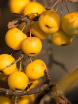 Zierapfel 'Golden Hornet'