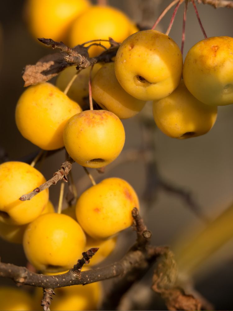 Zierapfel 'Golden Hornet'