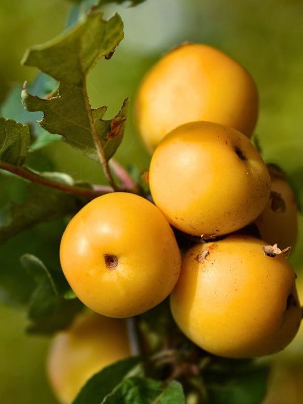 Artikelbild für Zierapfel Malus 'Golden Hornet' im Online-Shop der Bohlken Baumschulen