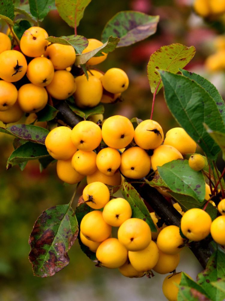 Artikelbild für Zierapfel Malus 'Golden Hornet' im Online-Shop der Bohlken Baumschulen
