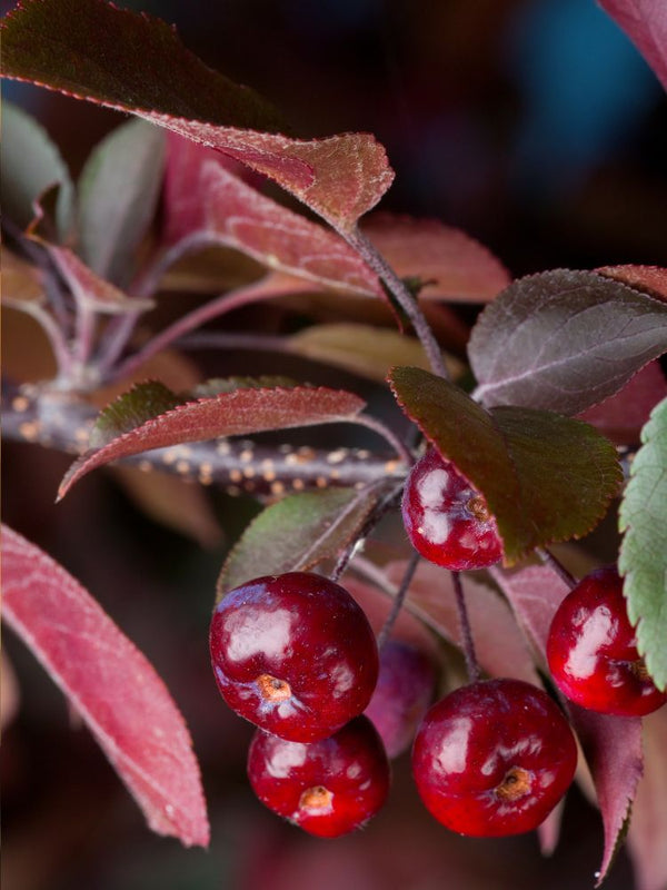 Artikelbild Zierapfel Malus 'Royalty' im Online-Shop der Bohlken Baumschulen