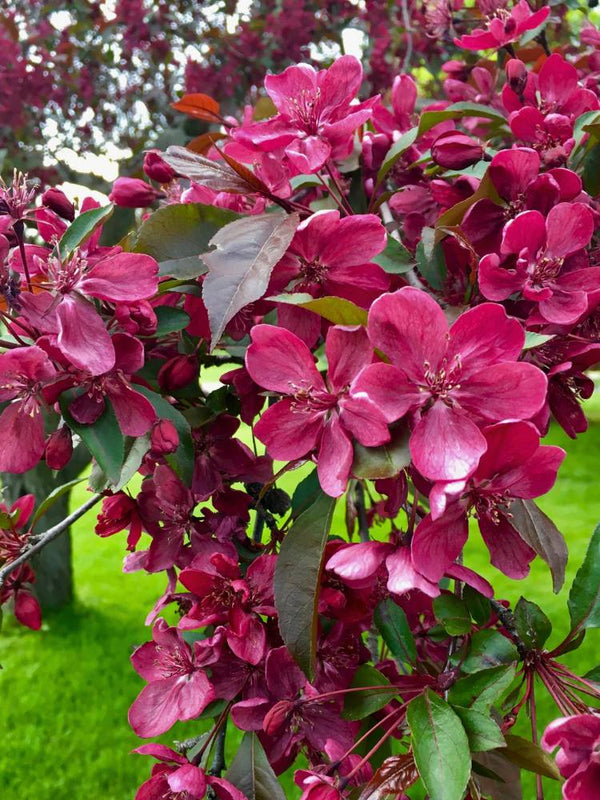 Artikelbild Zierapfel Malus 'Royalty' im Online-Shop der Bohlken Baumschulen